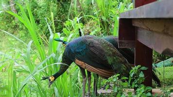 the beautiful peacock developed beautiful green feathers video