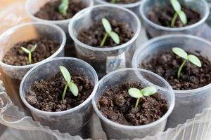 plántulas con pimienta a hogar, en el mesa, hogar plántulas en el mesa. preparando para el verano temporada en el jardín foto