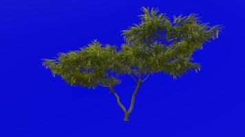 boom planten animatie lus - honing mesquite - prosopis glandulosa - groen scherm chroma sleutel - 2a video