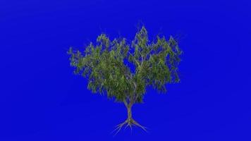 Tree plants animation loop - honey mesquite - prosopis glandulosa - green screen chroma key - v10b video
