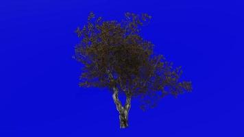 Tree Animation - European Olive - Olea europaea - dwarf olive - little olive - Green Screen Chroma key - 7a - autumn fall video