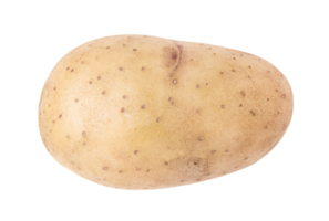uno joven patata aislado en transparente antecedentes. valores foto png