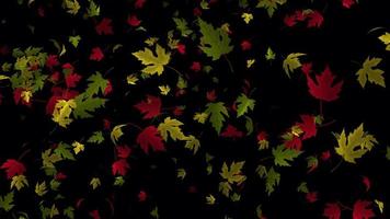 Leaves falling animation for background video, Transparent animation with leaves in 4k Ultra HD video