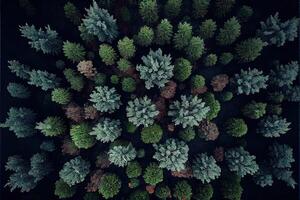 illustration of top down view of the forest in spring. Spring landscape in the forest photo