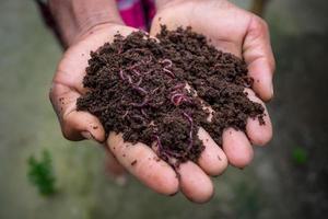 Hand holding compost with redworms. A farmer showing the worms in his hands at Chuadanga, Bangladesh. photo