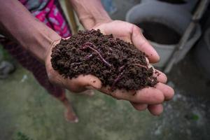 Hand holding compost with redworms. A farmer showing the worms in his hands at Chuadanga, Bangladesh. photo