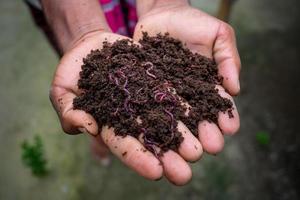 Hand holding compost with redworms. A farmer showing the worms in his hands at Chuadanga, Bangladesh. photo