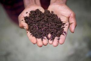 Hand holding compost with redworms. A farmer showing the worms in his hands at Chuadanga, Bangladesh. photo