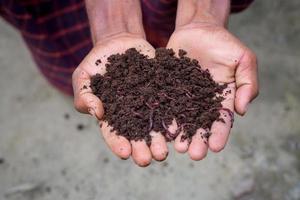 Hand holding compost with redworms. A farmer showing the worms in his hands at Chuadanga, Bangladesh. photo