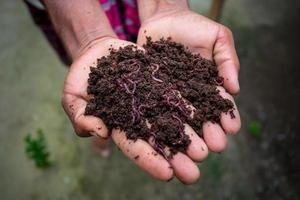 Hand holding compost with redworms. A farmer showing the worms in his hands at Chuadanga, Bangladesh. photo