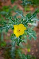 Yellow Wild Flower, Shaymnagar, Sthkhira, Bangladesh photo