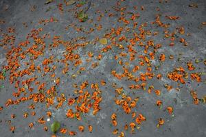 The petals of the reddish orange Butea monosperma flower are spread on the ground from the trees. photo