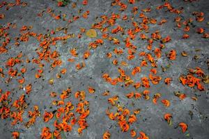 The petals of the reddish orange Butea monosperma flower are spread on the ground from the trees. photo