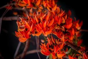 The beautiful reddish-orange Butea monosperma flower blooms in nature in a tree in the garden. photo