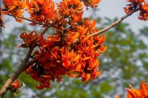 The beautiful reddish-orange Butea monosperma flower blooms in nature in a tree in the garden. photo