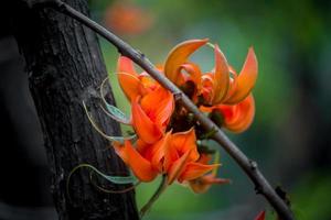 The beautiful reddish-orange Butea monosperma flower petals closeup views. photo