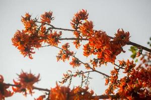 el hermosa naranja rojizo butea monosperma flor floraciones en naturaleza en un árbol en el jardín. foto