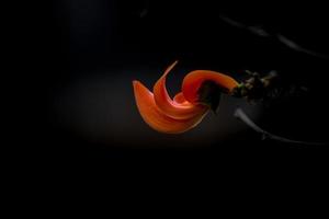 The beautiful reddish-orange Butea monosperma flower petals closeup views. photo