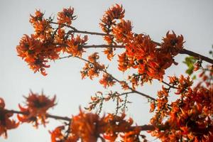 The beautiful reddish-orange Butea monosperma flower blooms in nature in a tree in the garden. photo