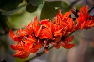 The beautiful reddish-orange Butea monosperma flower blooms in nature in a tree in the garden. photo