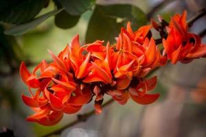 The beautiful reddish-orange Butea monosperma flower blooms in nature in a tree in the garden. photo