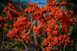 The beautiful reddish-orange Butea monosperma flower blooms in nature in a tree in the garden. photo