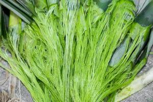 Unwashed Pineapple leaf green fibers. Eco-friendly Pineapple leaf fiber. Agricultural waste product. photo