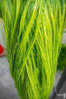 Unwashed Pineapple leaf green fibers. Eco-friendly Pineapple leaf fiber. Agricultural waste product. photo