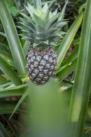 Green Pineapple fruit growing in garden at Madhupur, Tangail, Bangladesh. photo