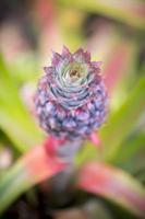 Pink red Pineapple fruit growing in garden at Madhupur, Tangail, Bangladesh. photo