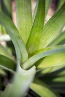 Top views of pineapple fruit leaves pattern at Madhupur, Tangail, Bangladesh. photo