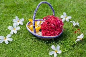 Beautiful Plumeria flowers with a small basket made of Bamboo sticks and fiber. Green Grass flowers Background. Summer flowers. photo