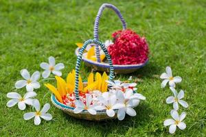 Beautiful Plumeria flowers with a small basket made of Bamboo sticks and fiber. Green Grass flowers Background. Summer flowers. photo