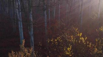 Visualizza a partire dal il altezza di il autunno foresta. di sole raggi rompere attraverso il nebbia video