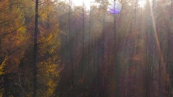 vue de le la taille de le l'automne forêt. du soleil des rayons Pause par le brouillard video