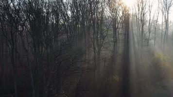 View from the height of the autumn forest. Sun's rays break through the fog video