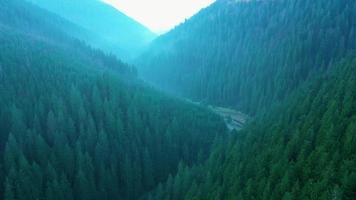 Visualizza a partire dal il altezza di montagne coperto con conifero foresta e mattina nebbia video