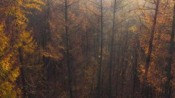 View from the height of the autumn forest. Sun's rays break through the fog video