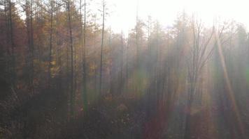 View from the height of the autumn forest. Sun's rays break through the fog video