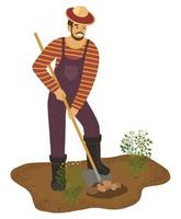 Farmer man with shovel is digging potato in garden. Vector illustration