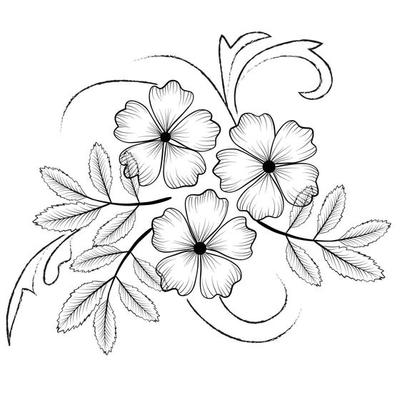 13+ Easy Steps Poppy Flower Drawing | Realistic Poppy Flower Art - Drawwiki-saigonsouth.com.vn