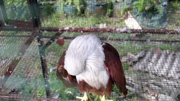 brahminy pipa ou Castanho Falcão, falcão ou branco cabeça Águia dentro uma jaula. video