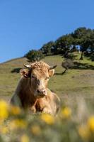 Bull in a lush, green meadow, with tall grasses swaying in the breeze photo
