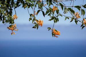 A bunch of pyrostegia flowers on branches with the ocean in the background. photo