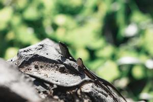 Closeup of a lizard on a stone photo