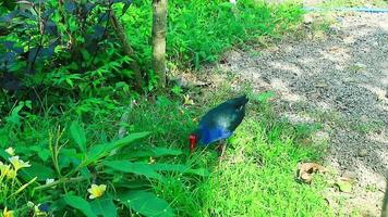 mandarín pájaro con rojo corona y azul plumas video