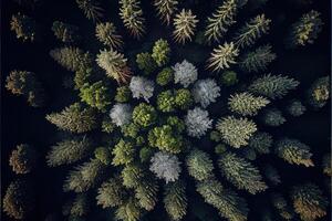 illustration of top down view of the forest in spring. Spring landscape in the forest photo