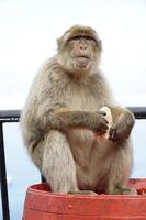 soltero berbería macaco mono sentado en un barril y comiendo un rodar foto