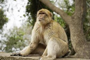 Single Barbary Macaque Monkey Sitting on a Wall photo