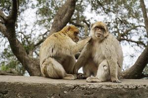 Two Barbary Macaques - One Monkey Pets the Second One photo